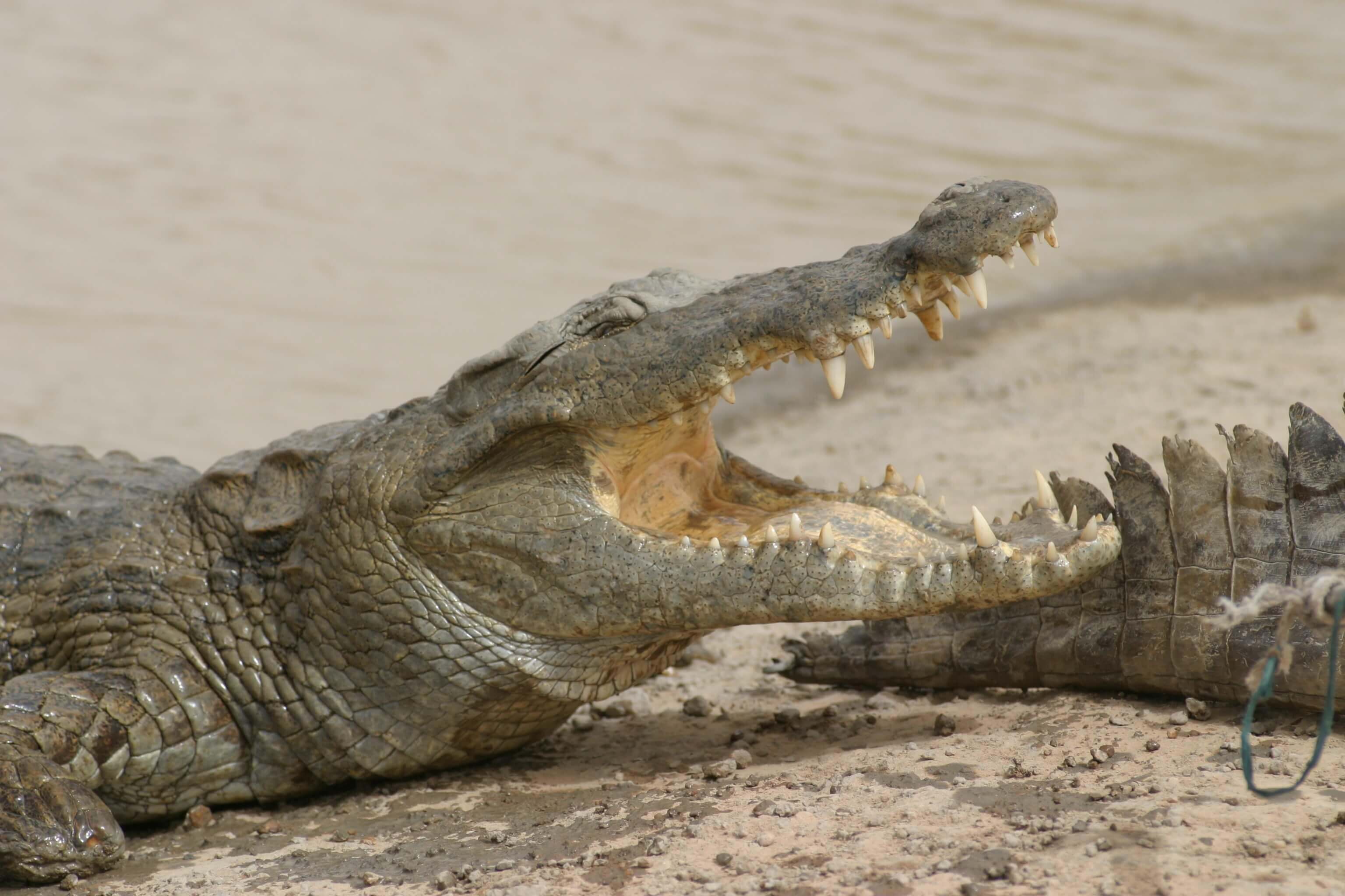 Mare aux crocodiles sacrés de Bazoulé